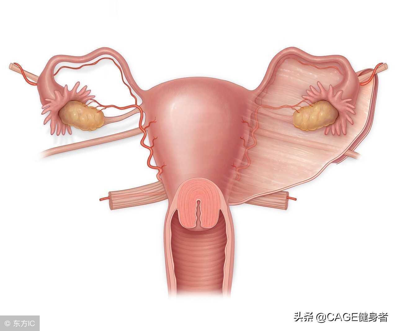产后妈妈恢复身材的四个动作,产后妈妈的身体变化