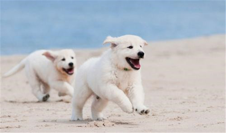 狗妈妈生了喂什么,狗妈妈刚生完孩子可以吃什么