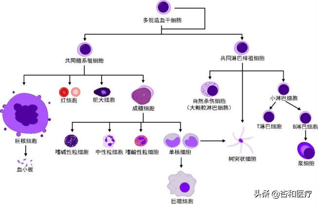 免疫治疗小细胞癌症最新突破,抗癌细胞疗法最新消息