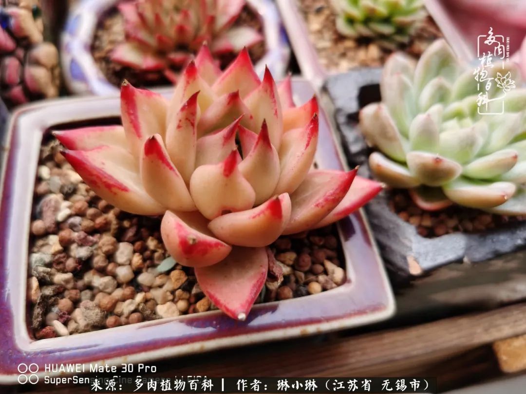 多肉变美是需要时间的,千万别辜负了多肉变美的黄金季节