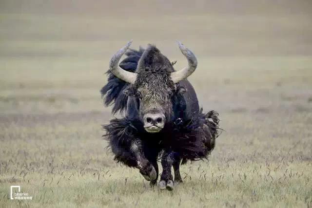 克里雅古道进藏路线,克里雅古道探路最新路况