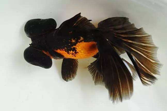 哪个品种的金鱼最漂亮最好看,特别飘逸的金鱼品种有哪些