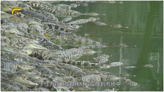 鳄之宝,广西卫视12点探秘节目