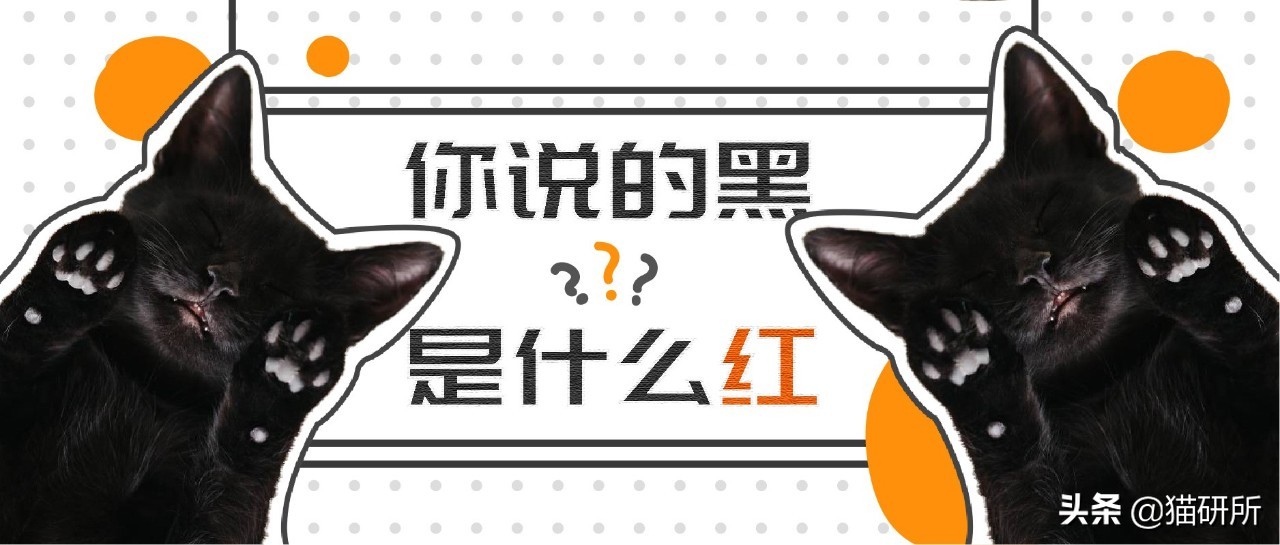 什么颜色的猫咪最好看,猫咪的花纹有哪些