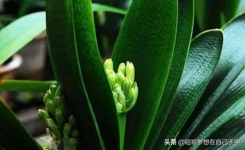 养君子兰不开花怎么办,养君子兰叶片不齐