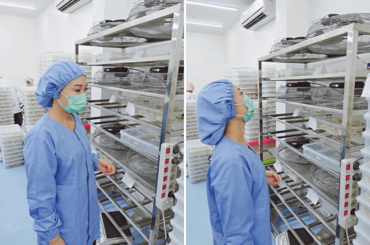 印尼产的燕窝是真的吗 (燕窝最好的产地为什么是印尼)