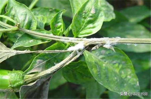 辣椒病害图片与防治辣椒黄叶,大棚辣椒病虫害防治