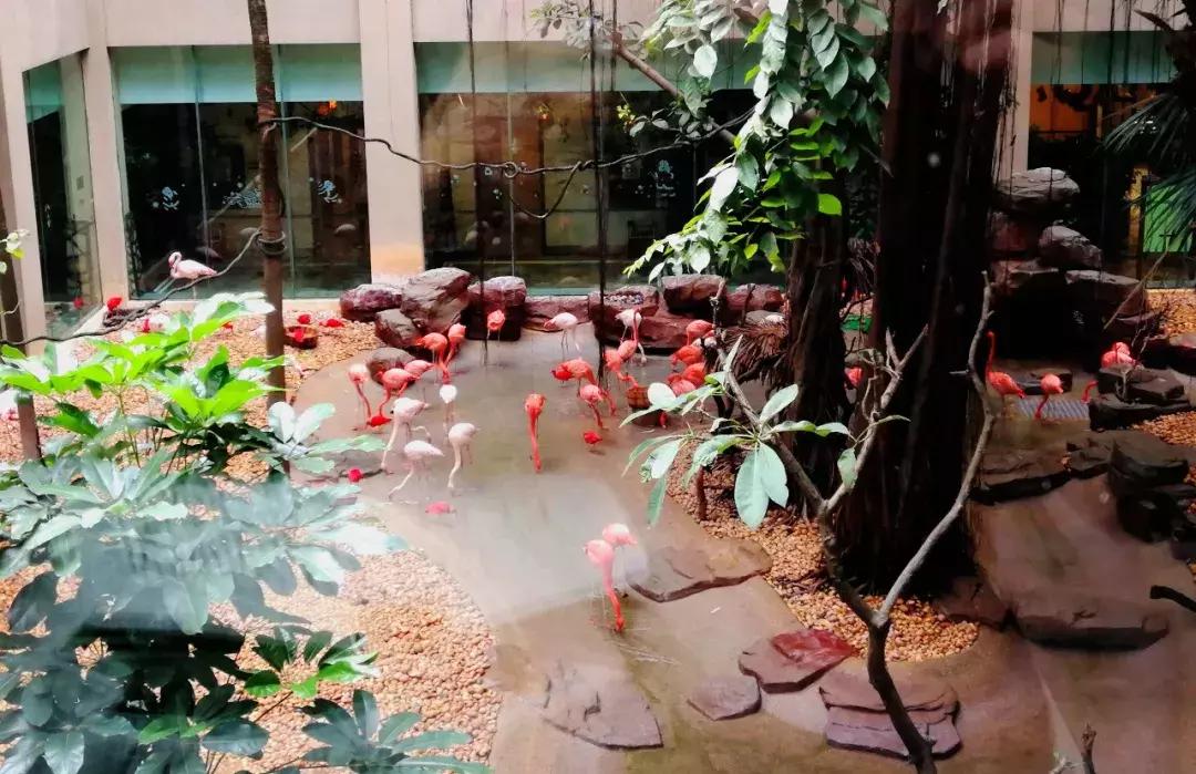 去广州长隆动物园怎么玩划算,广州长隆动物园一天最全游玩攻略