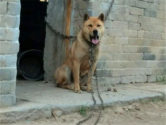 农村养狗不拴狗绳违法吗,家庭养狗及遛狗有何规定