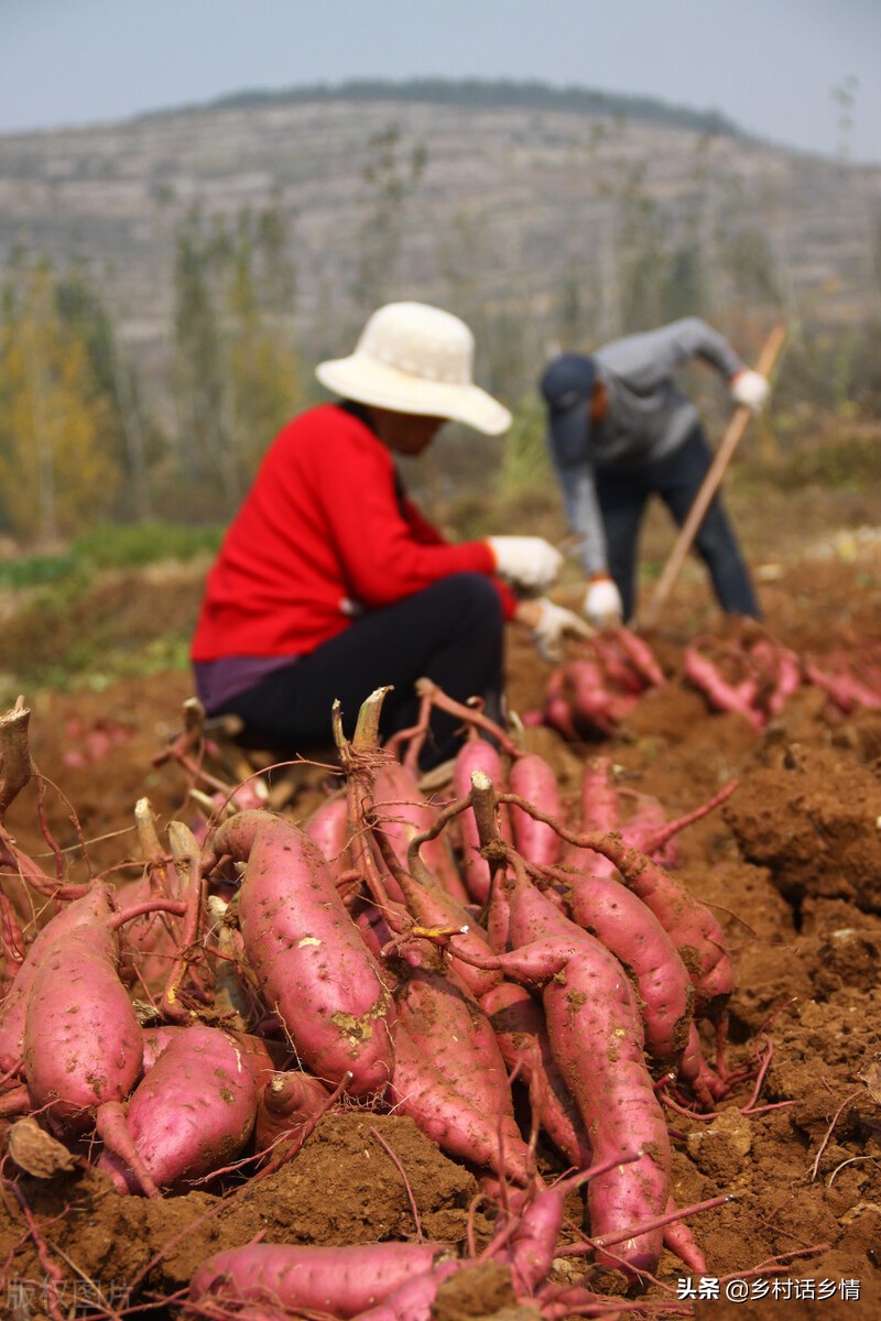 老爸在种地瓜,老爸种地瓜视频