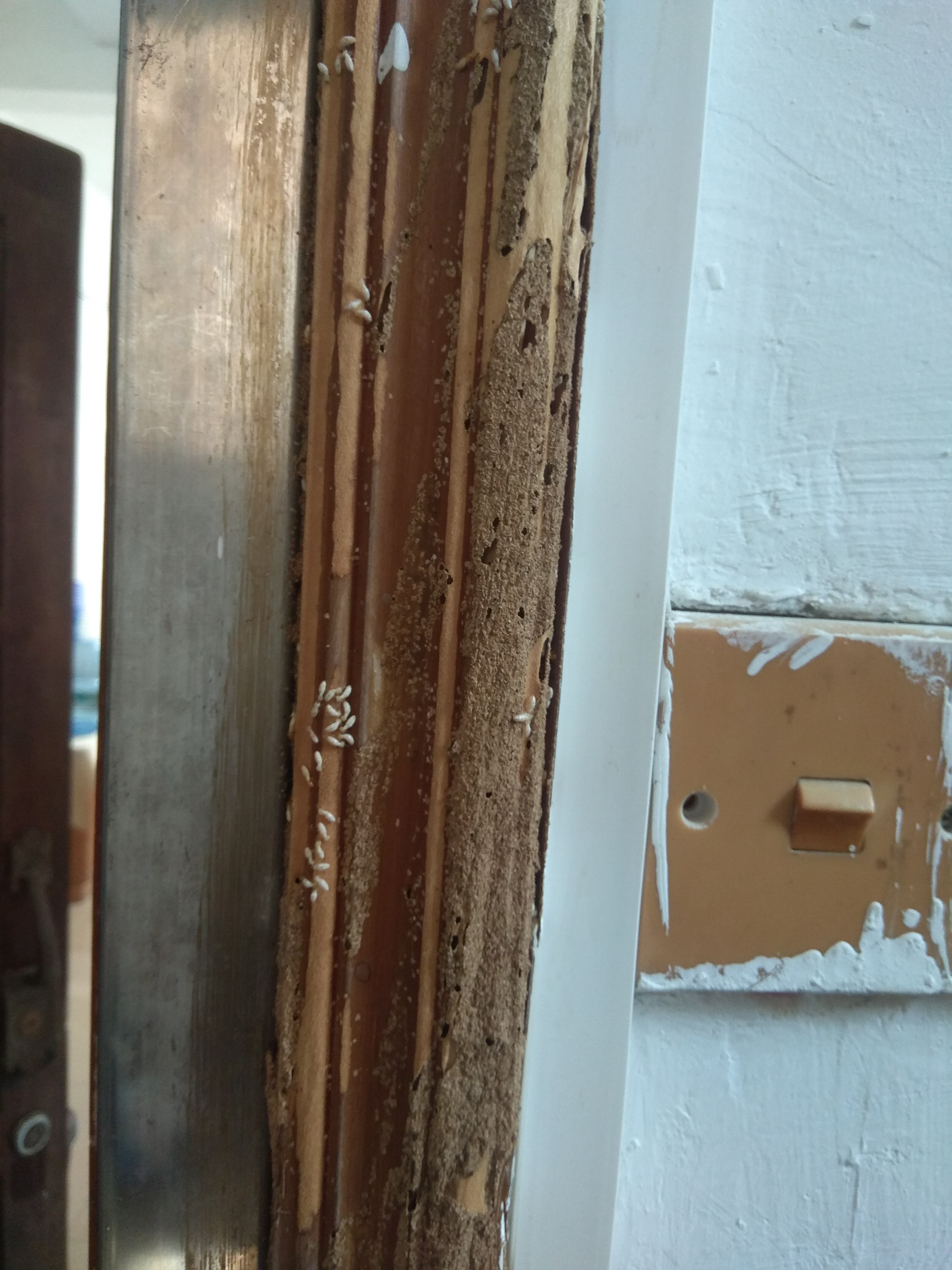 广州白蚁防治中心电话,江都区家庭灭白蚁咨询热线