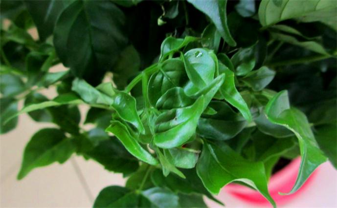 幸福树养老桩全记录,幸福树闷根枯叶挽救方法