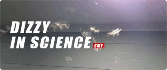 雨后爆发的飞蚁,靠超强繁殖苟了2亿年却沦为“优质蛋白来源”