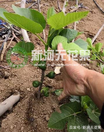 无花果裸根苗发芽需要抹芽吗,无花果抹芽定杆教程都有哪些