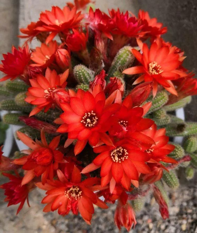 一花一世界多肉园艺,一花一世界一叶一菩提多肉植物