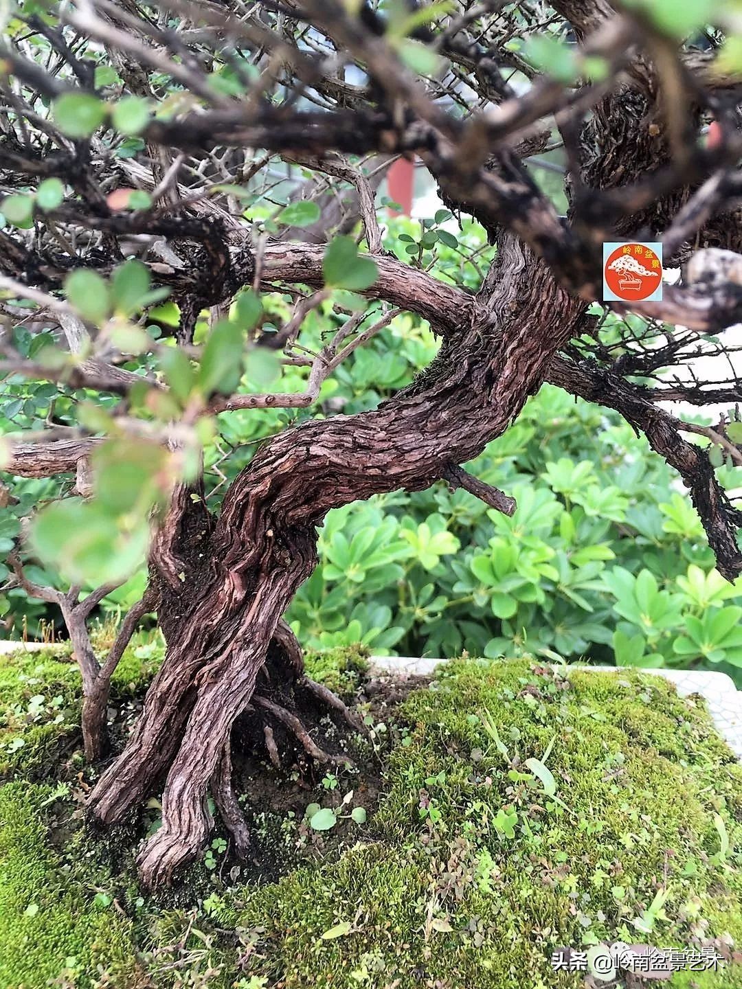 杂木盆景也毫不逊色,杂木盆景值钱吗