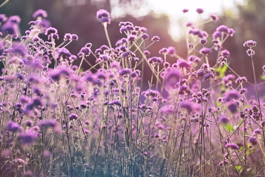 娌欏娴滈鏅尯鑺辨捣,娌欏娴滅殑绱壊鑺辨捣