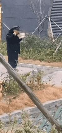 为什么败顶的人不直接剪个光头，评论区笑死你