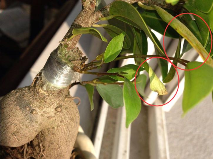 冬天榕树掉叶子是怎么回事,榕树盆景冬天怎么养忌讳什么