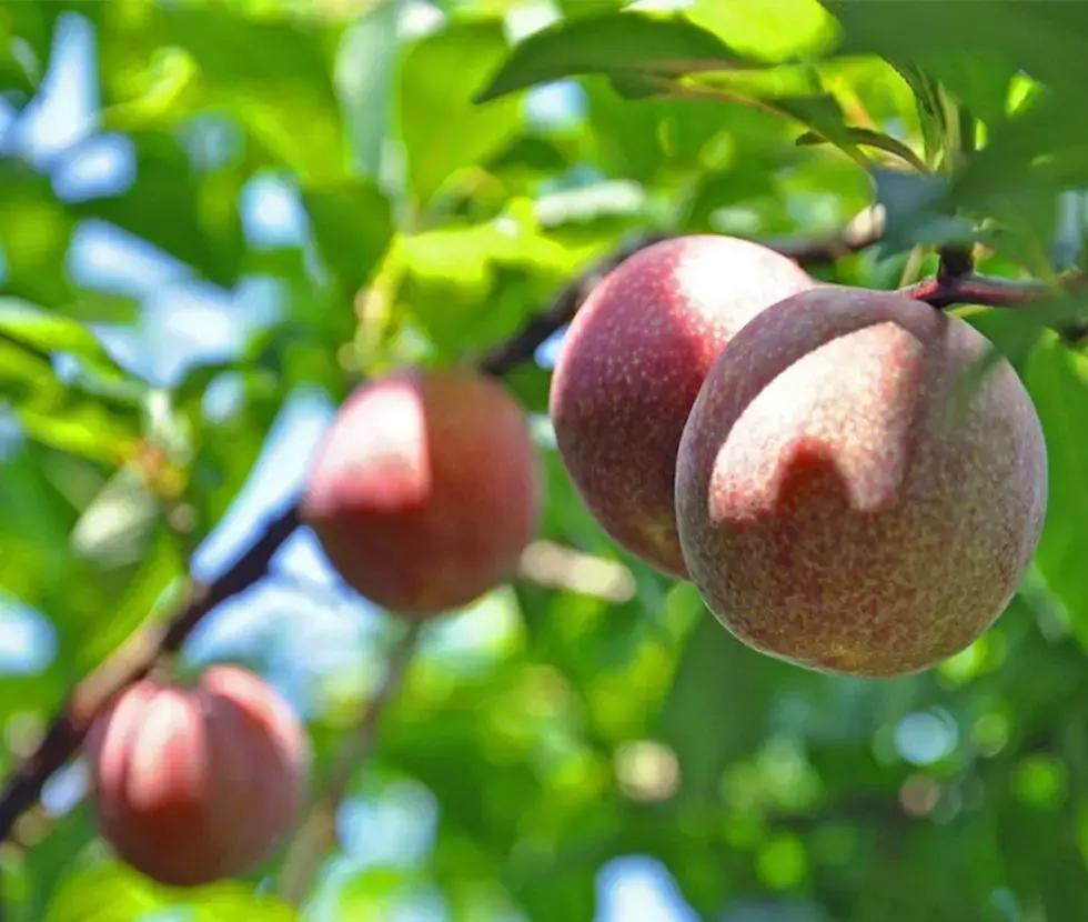 广东信宜|竟有53万华侨同胞来自这“八山一水一分田”之地?