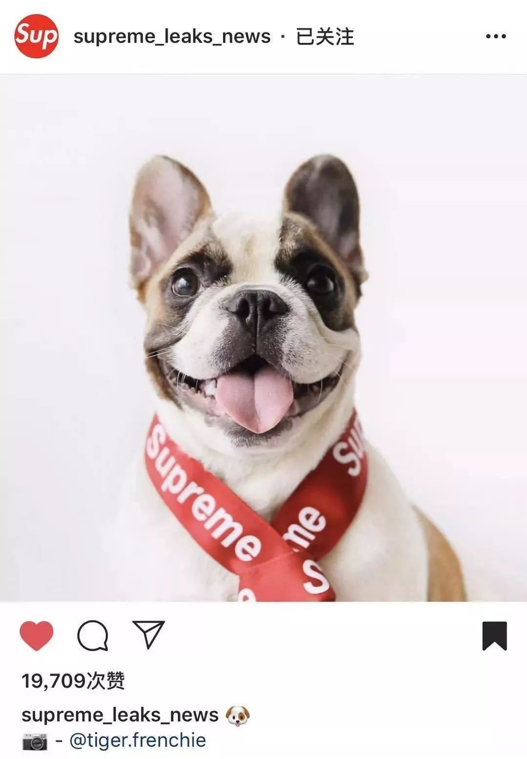 金链子狗潮牌,潮牌boy金链子