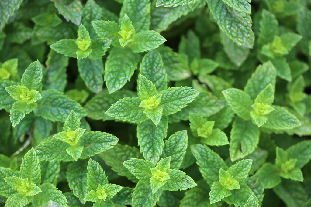 亳州酸枣仁价格行情,白芍价格亳州中药材市场
