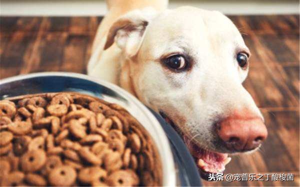 你知道狗狗每天要喝多少水吗,狗狗每天拉几次大便