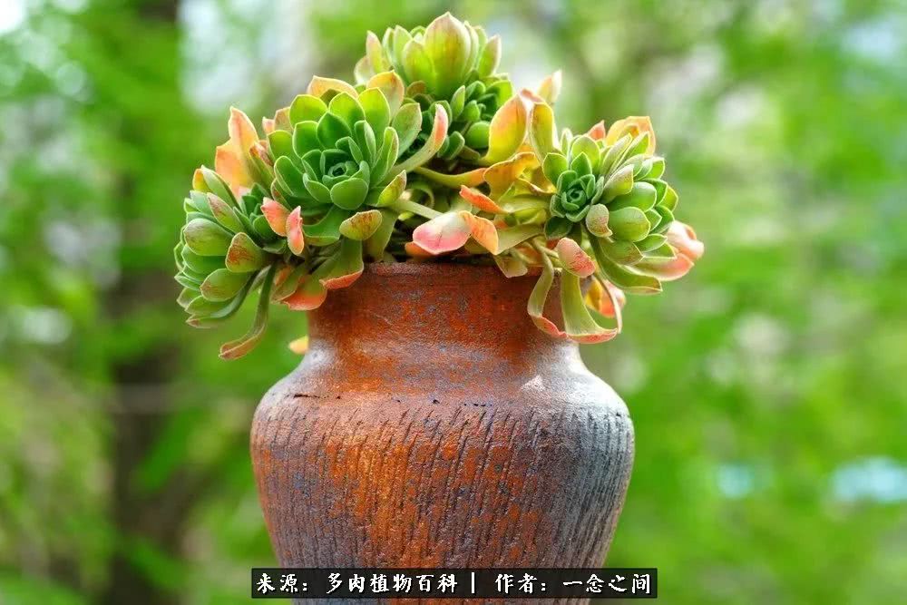 多肉牛群里的“七福神”（下）：男神篇！