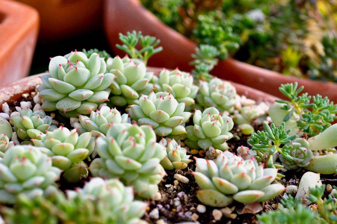 景天科拟石莲花属多肉品种,棱镜景天科拟石莲属多肉植物