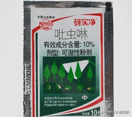 月季新手种植教程,购苗、修剪、施肥、浇水、喷药,手把手教你