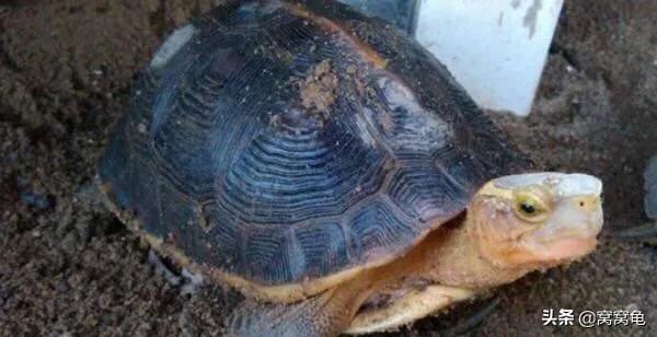 养龟容器怎么消毒最有效,田园土养龟怎么除虫杀菌