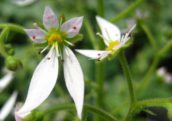 这花厉害了，看着墙就爱爬，叶片有花纹枝条绿油油，能做天然花墙