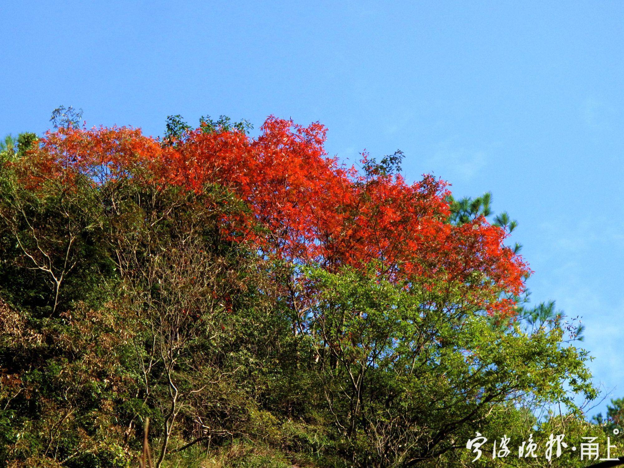 四明山美景,宁波四明山枫叶美景