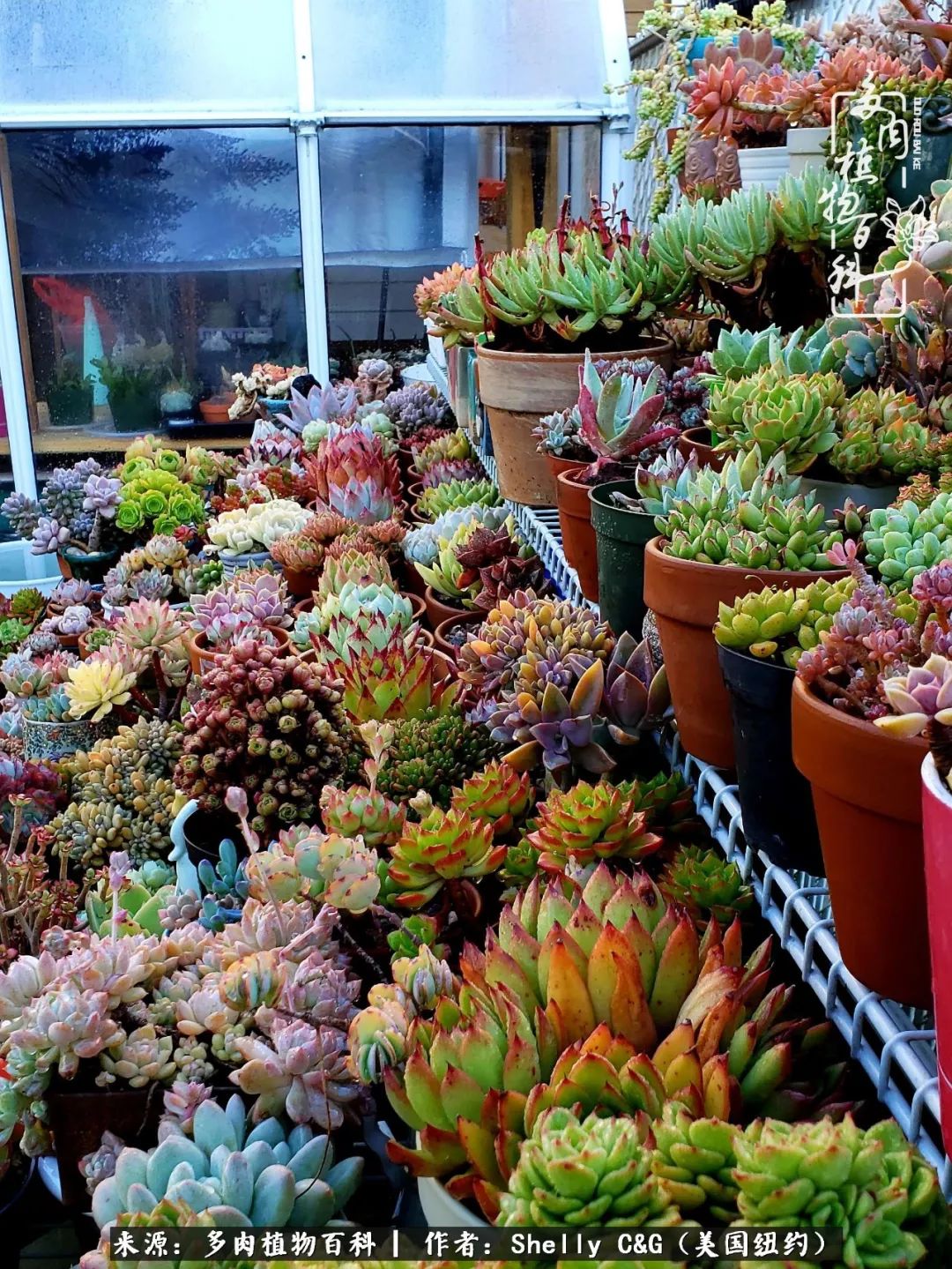 美国纽约有多少华裔人,美国纽约有多少个华人