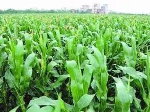 玉米几叶蹲苗最好,玉米蹲苗是什么意思