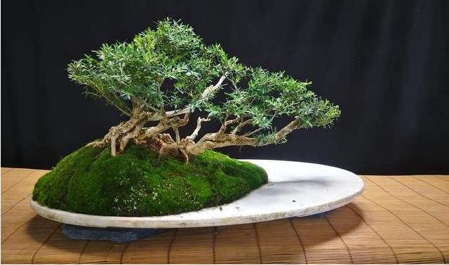 盆景红梅与野外红梅有什么区别,红梅盆景有假的吗