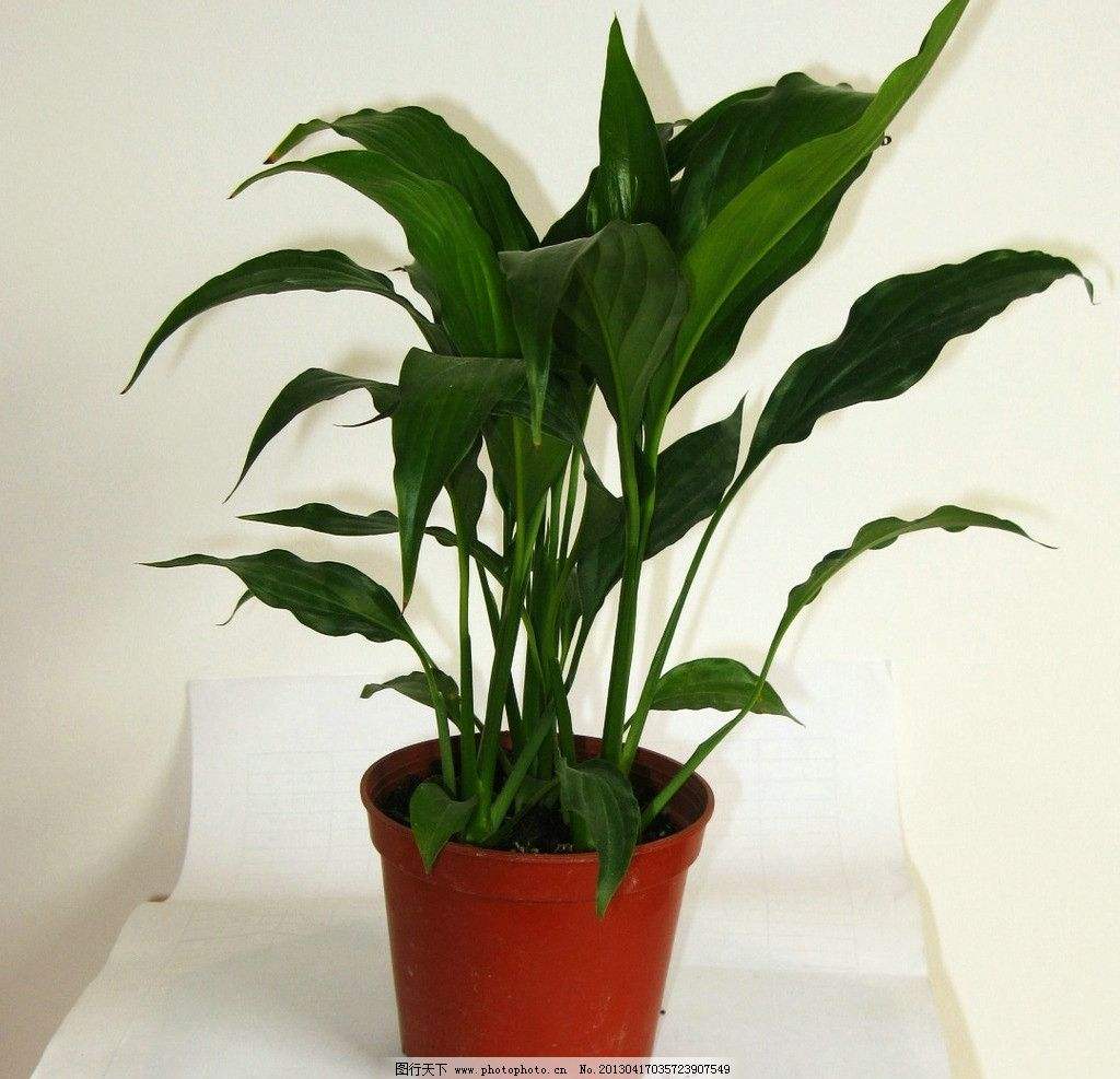 你一定要知道的小苏打4大妙用,没想到小苏打竟然有这么多的妙用