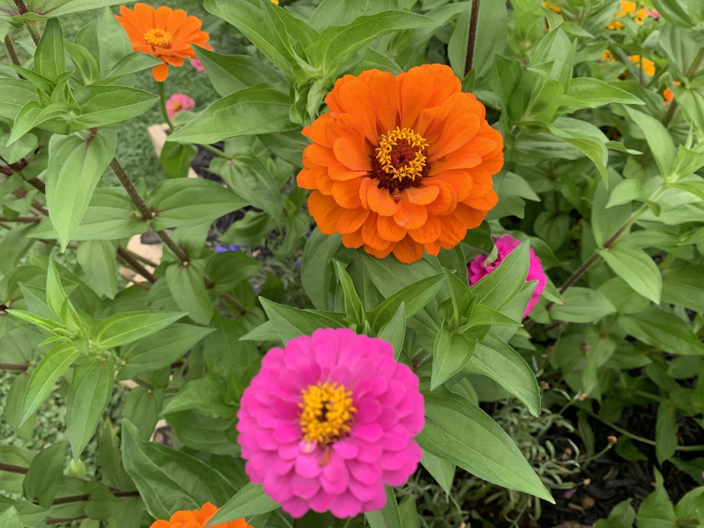 成长中的烦恼800字初中,成长中的烦恼的作文