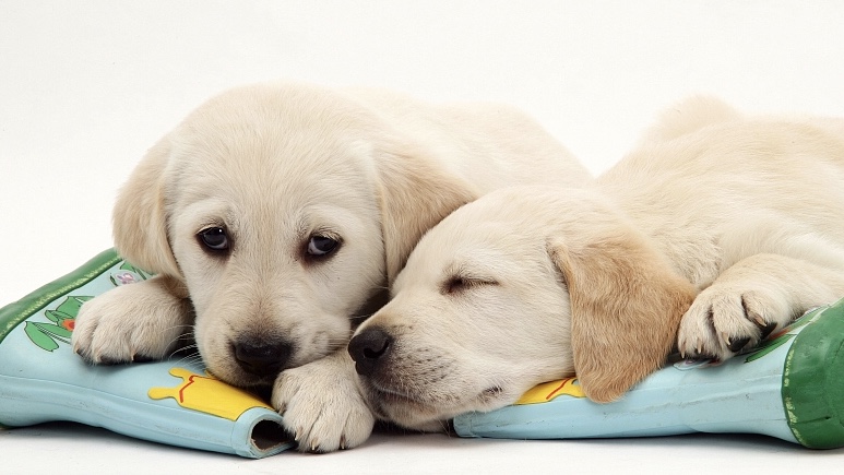 狗狗常见呕吐的七种原因,狗狗呕吐原因分析及应对方法