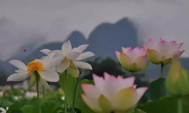 精心打造高端民宿,禅文化酒店设计风格