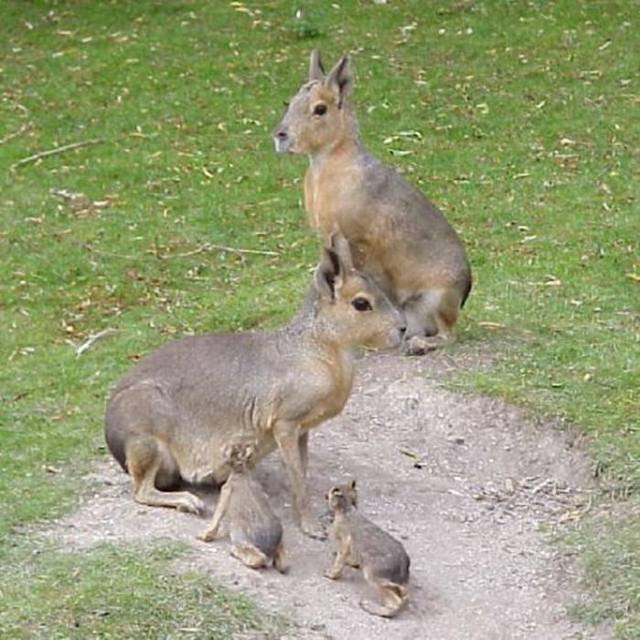 自然界中一夫一妻制的动物,世界上最忠诚一夫一妻制的动物