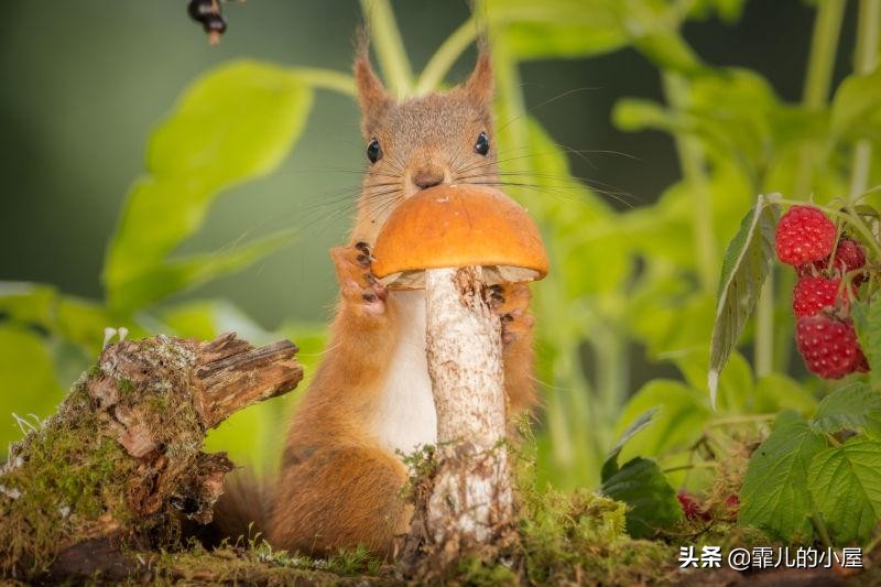 奇思妙想的动物有哪些,动物们的奇思妙想