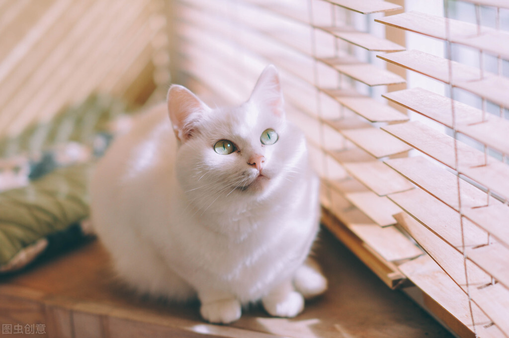 养猫经验分享新猫到家,养猫攻略新手养猫注意事项