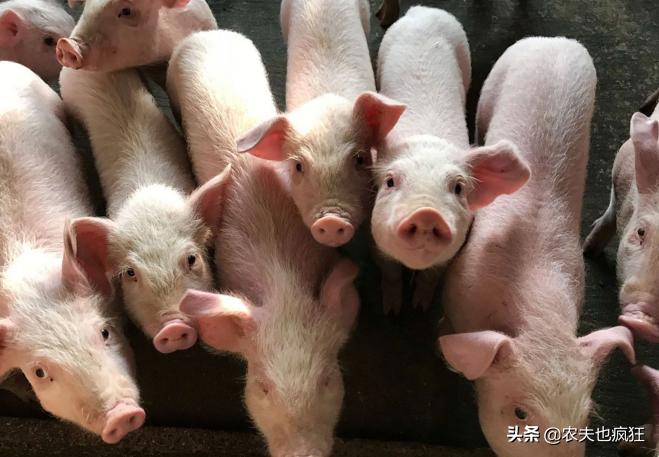 禁养令让农村养殖受限,国家禁止在禁养区养殖政策