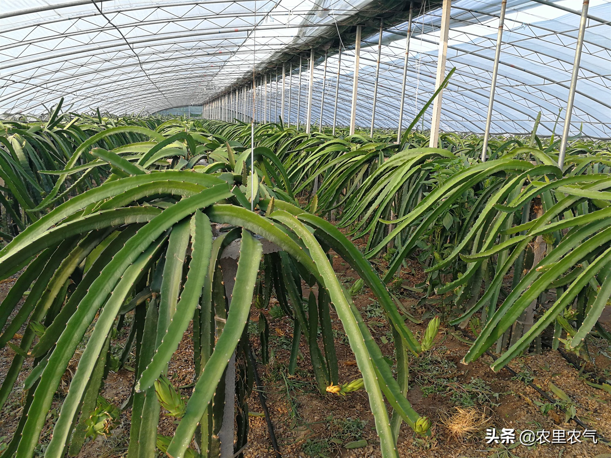 关于农业种植火龙果,火龙果的丰收方法