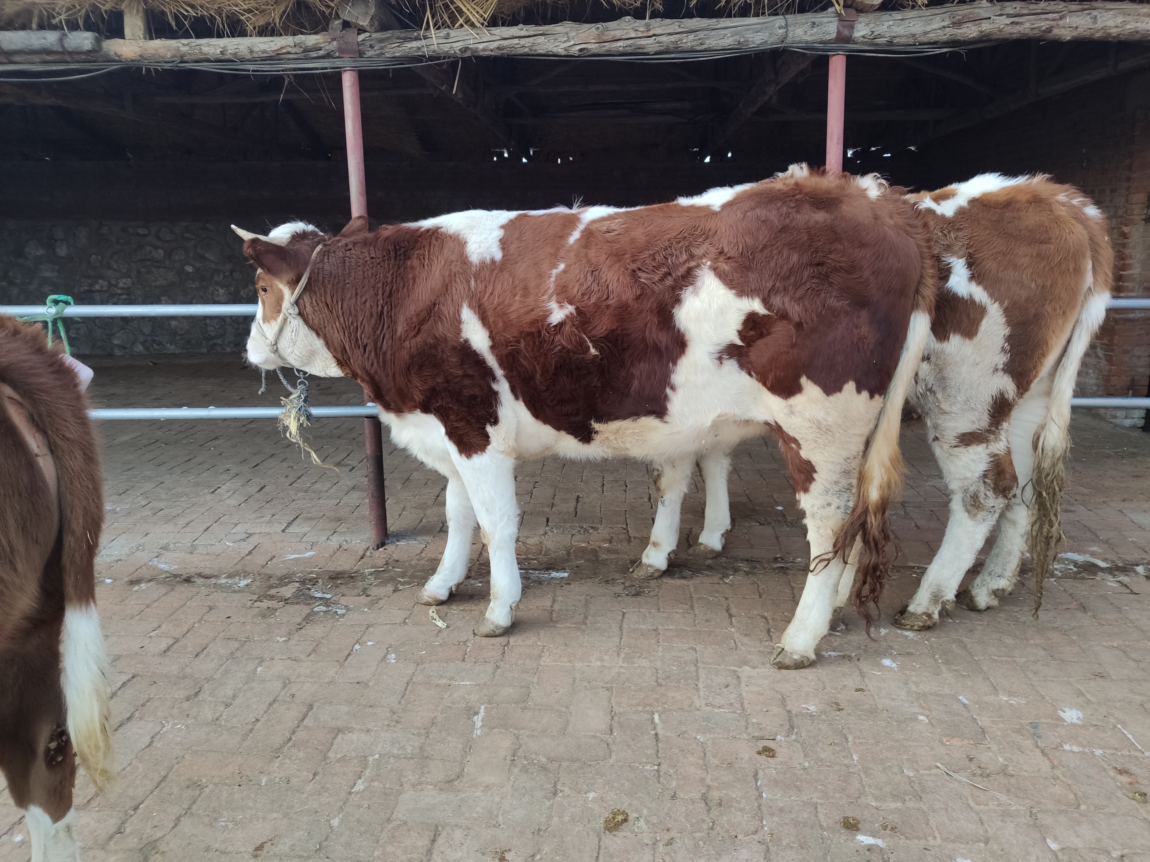 养牛知识牛的正常体温与技术,养牛一定要懂牛的反刍规律