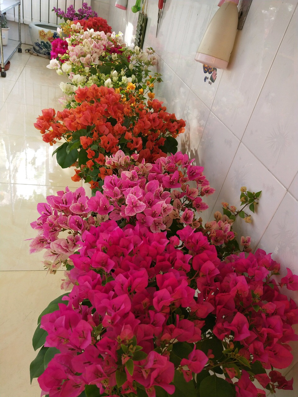 养花浇水你必须知道的浇水技巧,养花只浇水越养越不美