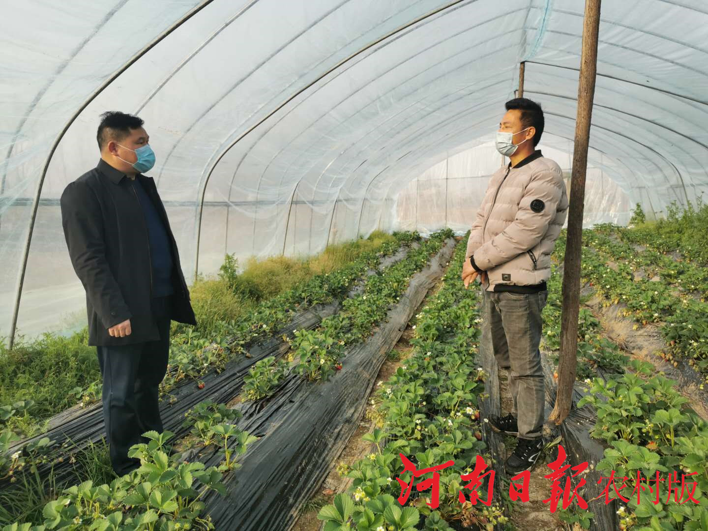 平桥区洋河镇：战“疫”不松春耕不误