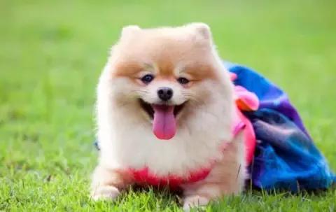 如果遇到恶犬该如何自救,遇到恶犬凶怎么办