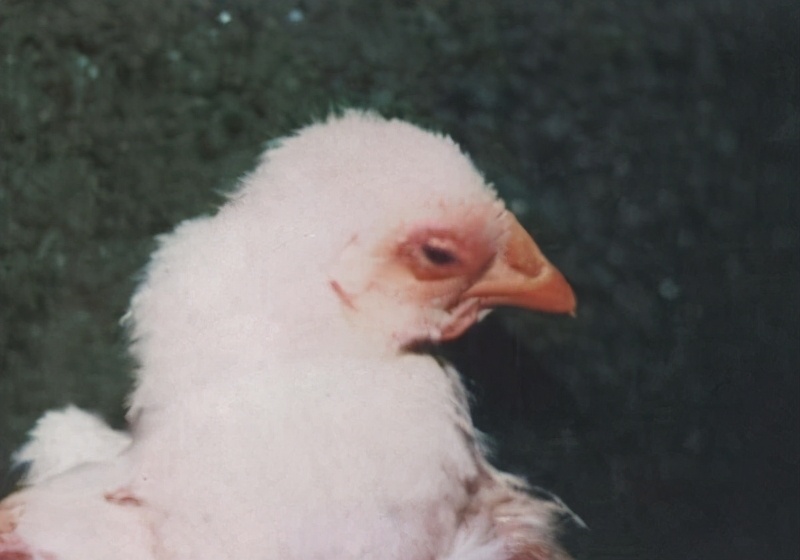 鸡呼吸道病怎么区分,鸡呼吸道病一览表